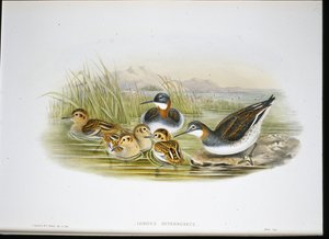 Glanzende Ibis (Falcinellus Igneus) door John Gould