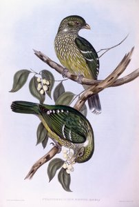 Groene katvogel (Ailuroedus crassirostris), gravure door John Gould