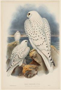 Groenlandse valk door John Gould