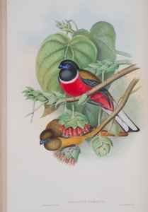 Harpactes Fasciatus, plaat uit The Birds of Great Britain door John Gould, gepubliceerd 1862-73 door John Gould