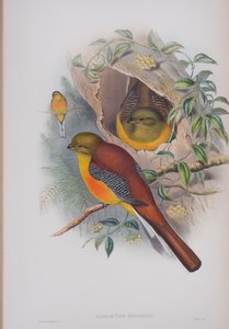 Harpactes Oreskios, plaat uit The Birds of Great Britain door John Gould, gepubliceerd 1862-73 door John Gould