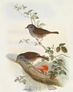 Heggenmus (Prunella modularis), gravure