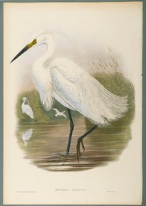 Herodias Garzetta - Kleine Zilverreiger