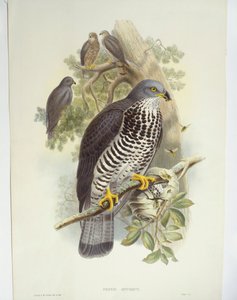 Wespendief (Pernis apivorus), illustratie