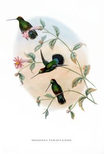 Kolibrie - Veruguan Lans-Bek, vogels uit Costa Rica, gravure uit boek van John Gould (1804-1881) "Tropische Vogels"