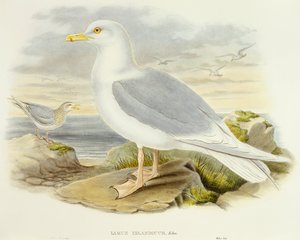 IJslandse meeuw (Larus glaucoides), gravure door John Gould