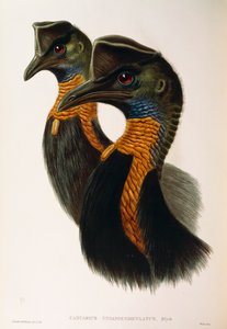 Illustratie uit John Gould
