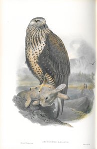 Illustratie van Archibuteo Lagopus (Ruigpootbuizerd)