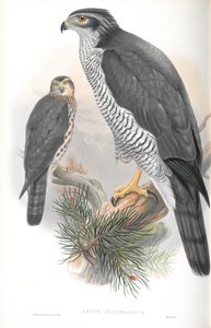 Illustratie van Astur Palumbarius (Havik) door John Gould