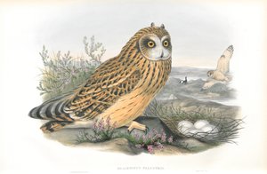 Illustratie van Brachyotus Palustris (Velduil) door John Gould