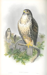 Illustratie van Buteo Vulgaris (Buizerd)