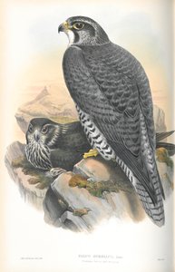 Illustratie van Falco Gyrfalco (Noorse Giervalk)