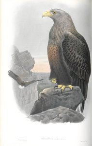 Illustratie van Haliaetus Albicilla (Zeearend)