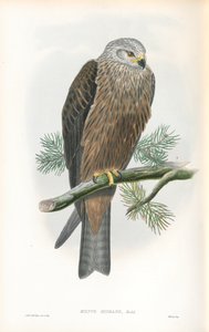 Illustratie van Milvus Migrans (Zwarte Wouw)