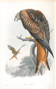 Illustratie van Milvus Regalis (Rode Wouw)