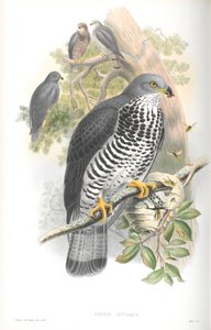 Illustratie van Pernis Apivorus (Wespendief)
