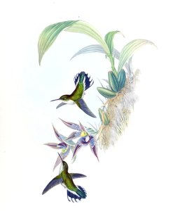 Illustratie van Phlogophilus hemileucurus op Paphinia cristata (orchidee)