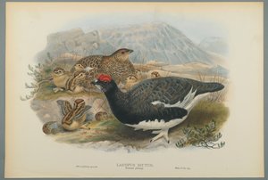 Lagopus Mutus, Zomerverenkleed: Sneeuwhoen door John Gould
