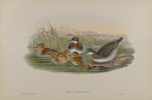 Lobipes Hyperboreus - Grauwe Franjepoot