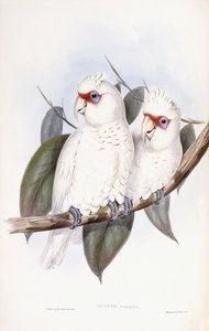 Langsnavelige Kaketoe door John Gould