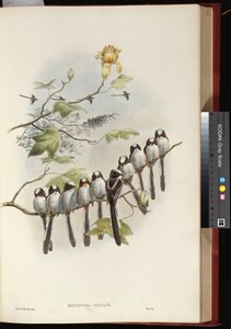 Staartmees door John Gould