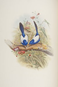 Malurus leuconotus, uit "The Birds of Australia" door John Gould, 1840