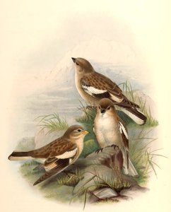 Montifringilla adamsi door John Gould