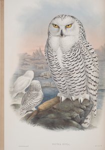 Nyctea Nivea, plaat uit The Birds of Great Britain door John Gould, uitgegeven 1862-73