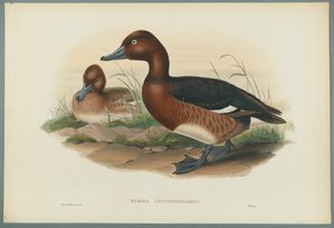 Nyroca Leucophtalmos: Witoogeend