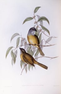 Olijfzanger (Pachycephala olivacea), Gravure door John Gould