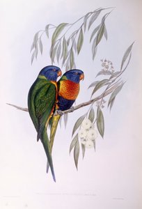 Sierlijke lori (Trichoglossus ornatus), gravure door John Gould door John Gould