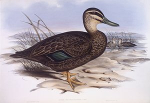 Pacifische zwarte eend (Anas superciliosa), gravure door John Gould