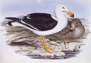 Pacifische meeuw (Larus pacificus), gravure door John Gould door John Gould