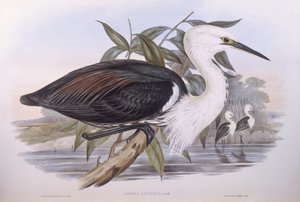 Pacifische reiger (Ardea pacifica), gravure door John Gould door John Gould