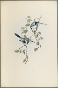 Parus Cyanus: Azuren Mees door John Gould