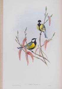 Parus Major, plaat uit The Birds of Great Britain door John Gould, uitgegeven 1862-73 door John Gould