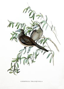 Vredesduif, vogels uit Australië, gravure uit boek van John Gould (1804-1881) "Tropische Vogels"