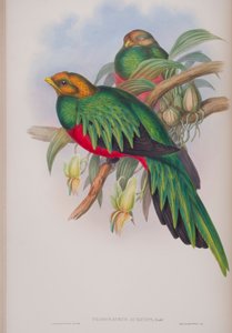 Pharomacrus Auriceps, plaat uit The Birds of Great Britain van John Gould, gepubliceerd 1862-73
