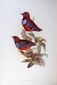 Roodbuikpitta (Pitta erythrogaster), Gravure door John Gould door John Gould