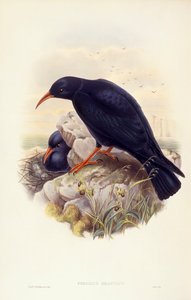 Roodbekkraaien (Pyrrhocorax pyrrhocorax), gravure door John Gould