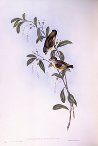 Roodbrauwpardalote (Pardalotus rubricatus), gravure door John Gould door John Gould