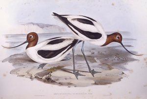 Roodnekkluut (Recurvirostra novaehollandiae), gravure door John Gould door John Gould