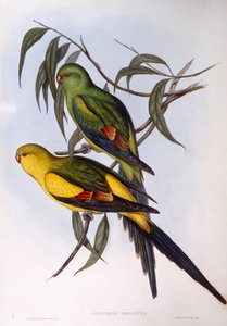 Regentparkiet (Polytelis anthopeplus), gravure door John Gould door John Gould