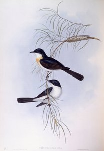 Rusteloze vliegenvanger (Myiagra inquieta), gravure door John Gould door John Gould