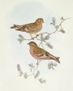 Roze Vink (Erythrospiza incarnata), Gravure door John Gould