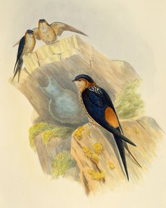Roodbuikzwaluw (Hirundo daurica), gravure door John Gould (1804-1881), Verenigd Koninkrijk