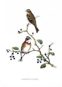 Rustieke Bunting, vogels uit Azië (China en Japan), gravure uit boek van John Gould (1804-1881) "Tropical Birds"