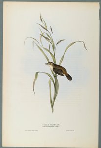 Salicaria Phragmatis: Rietzanger door John Gould