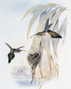 Schubkeelheremiet (Phaethornis eurynome), gravure uit Monograph of Trochilidae or Humming Birds (1849-1861), door John Gould (1804-1881), Verenigd Koninkrijk door John Gould