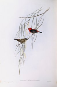 Scharlaken myzomela (Myzomela sanguinolenta), gravure door John Gould door John Gould